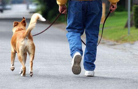 cane e proprietario passeggiata